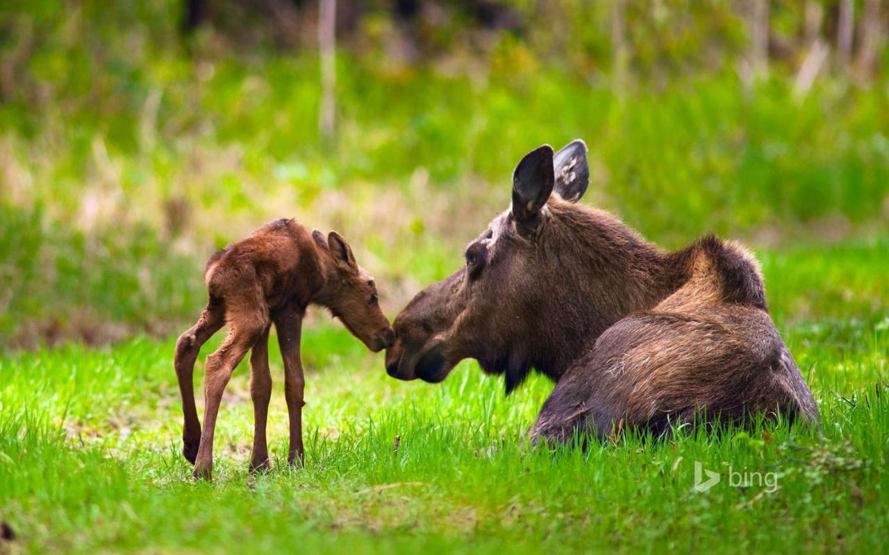 Kelli Creek Cottage - Reduced Price On Tours Juneau Exteriér fotografie